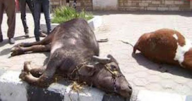 "الزراعة": إصابة 1580 رأسا من الماشية بـ"الحمى القلاعية" خلال 45 يوما