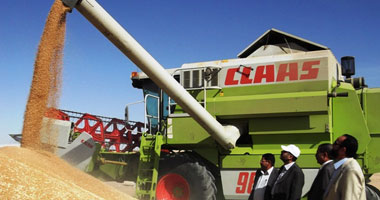 زراعة الوادى الجديد: 542 ألف فدان إجمالى مساحات القمح والخضر والبساتين