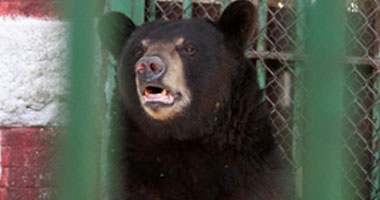 حارس الدب "هانى" بحديقة الحيوان: عزل زوجاته بسبب غيرتهما عليه