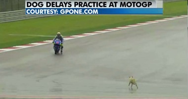 بالفيديو.. إيقاف سباق دراجات نارية فى أمريكا بسبب "كلب"
