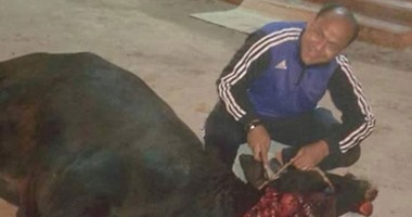 حسنى عبد ربه يذبح عجلاً قبل افتتاح مسجده بـ"الإسماعيلية"