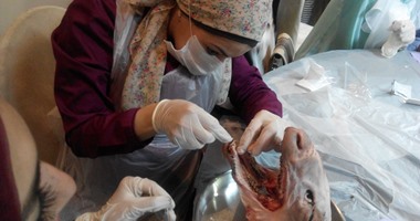 تدريب طلاب طب أسنان القاهرة فى جراحة ضمور اللثة على رؤوس الخراف