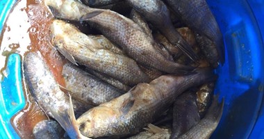 ضبط 200 كيلو أسماك فاسدة داخل محل بالمنوفية قبل بيعها للمواطنين