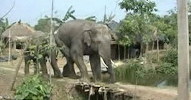 بالفيديو..عجوز هندى ينجو بأعجوبة من الدهس بأقدام فيل خلال عبوره لقريتهم