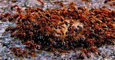 دراسة أمريكية: النمل يعشق الوجبات السريعة
