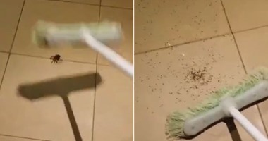 بالفيديو.. أسترالى يحذر مواطنيه من التخلص من العنكبوت بالطرق التقليدية