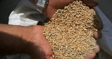 مصدر حكومى لرويترز: مصر قد تشدد شروط نسبة البروتين فى استيراد القمح