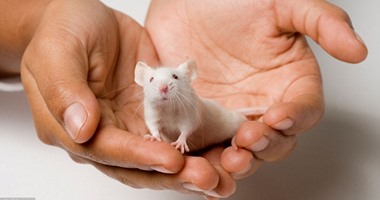 نجاح تجربة تطوير مبيض صناعى لأنثى فأر داخل مختبر