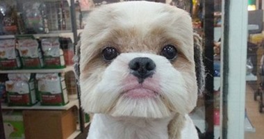 فقط فى تايوان.. صالونات حلاقة الكلاب تحول وجوهها لأشكال هندسية