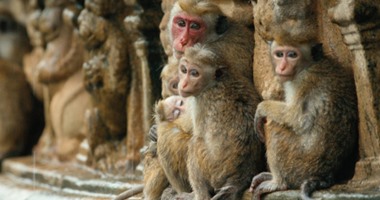 فيلم "Monkey Kingdom" يثير إعجاب النقاد بفكرته وبراعة تقديمه