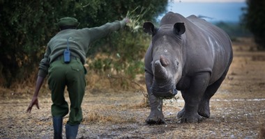 بالصور.. لحظات الرعاية لآخر  حيوانات وحيد القرن