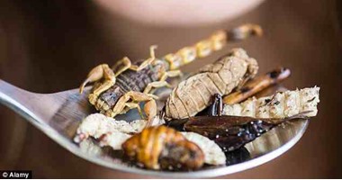 "طبق النمل" و"وجبة الدبابير" أشهر مأكولات الصيف حول العالم