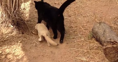 بالصور والفيديو.. صداقة غير عادية بين ثعلب صحراوى وقطة سوداء