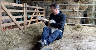 ديفيد كاميرون ينشر صورًا له وهو يُرضع شاة صغيرة بإحدى المزارع