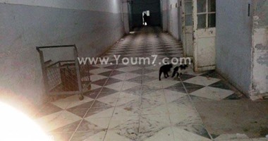 بالصور.. القطط تغزو المستشفى الأميرى بالإسكندرية.. وعميد الطب: وجودها طبيعى