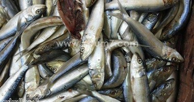 وزارة الصحة: ضبط وإعدام ٢٠ طناً من الأسماك المملحة الفاسدة بالمحافظات