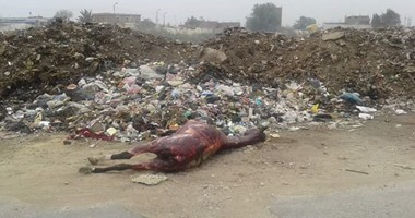 صحافة المواطن: حيوانات نافقة حول مجرى النيل فى قرية دهتورة بالغربية