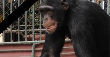 نفوق الشمبانزى "بوبو" فى حديقة حيوان الجيزة نتيجة إصابته بسكتة قلبية