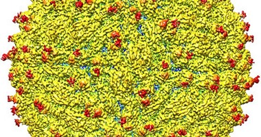 الولايات المتحدة توافق على إجراء أول تجربة بشرية على لقاح لفيروس زيكا 