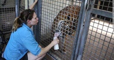 بالصور..وفاة عاملة بحديقة حيوان فى فلوريدا اثر تعرضها لهجوم من نمر