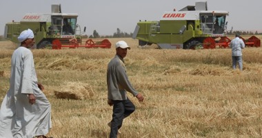 بدء موسم توريد القمح فى أسوان بعد حصاد 57 ألف فدان