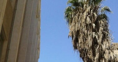 صحافة المواطن..شجرة ضخمة مائلة تهدد طلاب معهد أزهرى فى طهطا