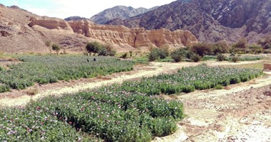 بالصور.. الداخلية تقتحم زراعات المخدرات بجنوب سيناء وتضبط 120ألف شجرة أفيون