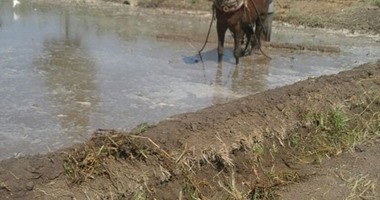 المجلس الأعلى للفلاحين يطالب الحكومة بتوفير مياه لرى الأراضى المزروعة بالأرز