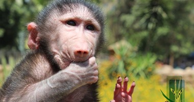 بالصور.. حديقة حيوان الجيزة: القرد "نادر" بصحة جيدة رغم رفض أمه إرضاعه