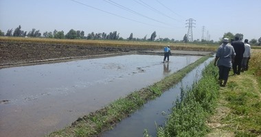 محافظ القليوبية يصدر قرارا بتحمل المزارع تكاليف إزالة مشاتل الأرز