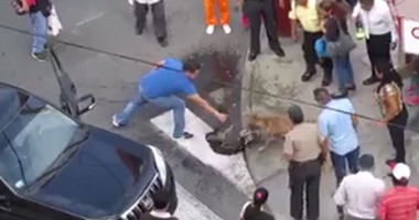 بالفيديو.. صراع بين كلبين فى شوارع المكسيك.. والمواطنون يفشلون فى إنهاء اشتباكهما