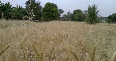 "زراعة سوهاج": توريد 26 ألف طن من القمح لشركة المطاحن وبنك التنمية