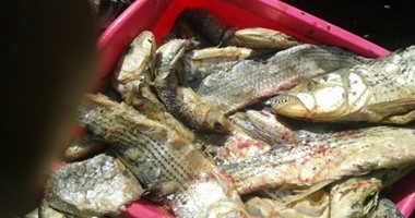 ضبط 128 كيلو أسماك مملحة غير صالحة للاستهلاك بالمنيا