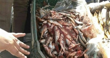 تموين الإسكندرية تضبط لحوما وأسماكا غير صالحة للاستهلاك الآدمى