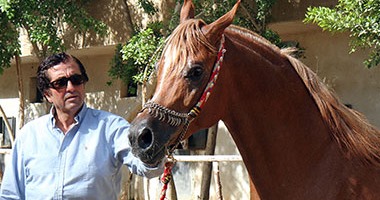 بالصور.. حسن عبده "وزير سياحة المنصورية".. الخيول عنده "أغلى من ولاده"