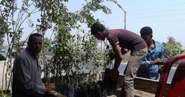 مبادرة "شجرها" تزرع 500 شجرة مورينجا بمحافظة دمياط الاثنين المقبل