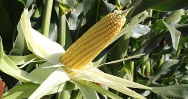 تجار: الجزائر تشترى 30-40 ألف طن من الذرة فى مناقصة