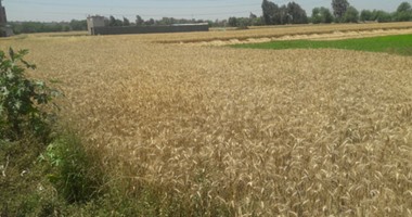 فلاحو الغربية: الزراعة والتموين وضعتا عراقيل أمام استلام "القمح"