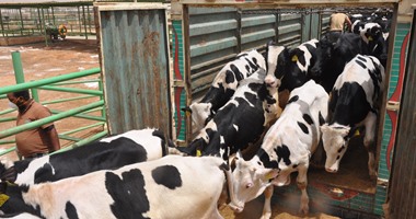 "الزراعة" تستقبل 4 آلاف 600 رأس ماشية حية استعدادًا لعيد الأضحى