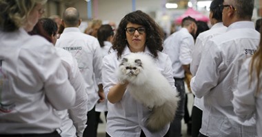 ملكات جمال القطط فى معرض 2016 cat show بروما