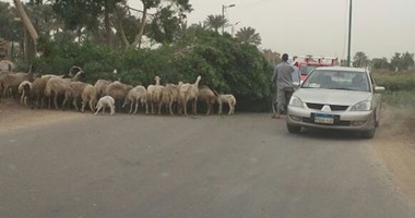 صحافة المواطن.. سقوط شجرة يعطل المرور بطريق أبو ربع فى البدرشين