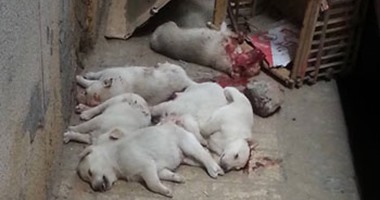 بالصور.. مذبحة كلاب بالإسكندرية.. شخص يقتل 6 جراء طعنا بالمسامير