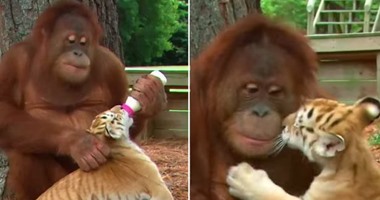 فيديو رائع لقردة ترعى 3 أشبال نمور وترضعها وتلاعبها