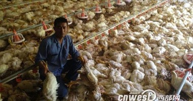 انقطاع الكهرباء يسبب نفوق 7 آلاف دجاجة فى الصين