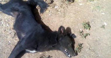 مديرية الطب البيطرى بالمنوفية تقتل 825 كلبا ضالا خلال حملات مكبرة