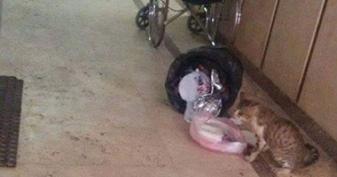 "اليوم السابع واتس آب": قطط وقمامة داخل مستشفى دكرنس بالدقهلية