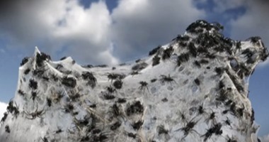 بالصور والفيديو.. السماء تمطر ملايين العناكب على أستراليا "فيلم رعب حقيقى"