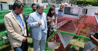 "زراعة القاهرة": توفير 3 أطنان لحوم أرانب بـ36 جنيهاً للكيلو