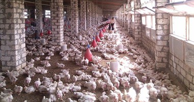 الطب الوقائى ببيطرى بورسعيد: مزارع الدواجن خالية من إنفلونزا الطيور
