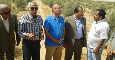 وزير الزراعة يوجه بزراعة 150 فدان زيتون بمنطقة "سهل القاع" بسيناء